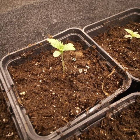Royal gorilla growlog timeline photo