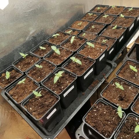 Royal gorilla growlog timeline photo