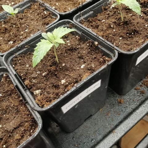 Royal gorilla growlog timeline photo