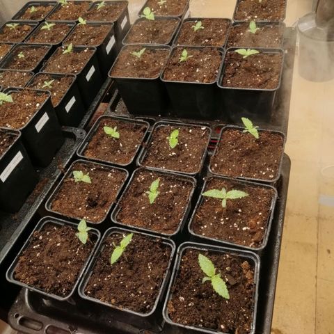Royal gorilla growlog timeline photo