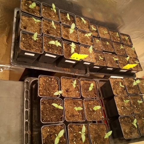 Royal gorilla growlog timeline photo