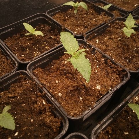 Royal gorilla growlog timeline photo
