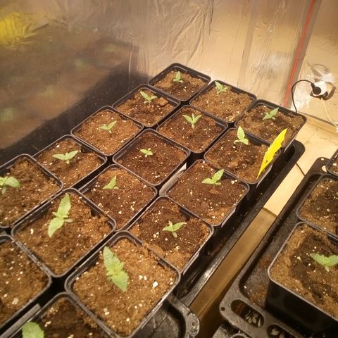 Royal gorilla growlog timeline photo