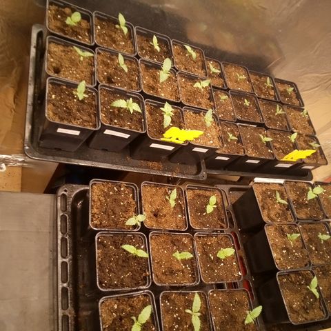Royal gorilla growlog timeline photo