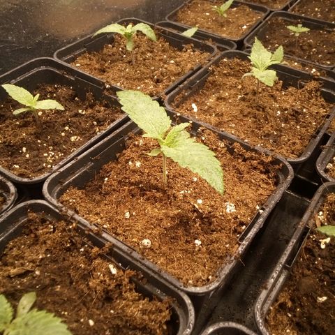 Royal gorilla growlog timeline photo