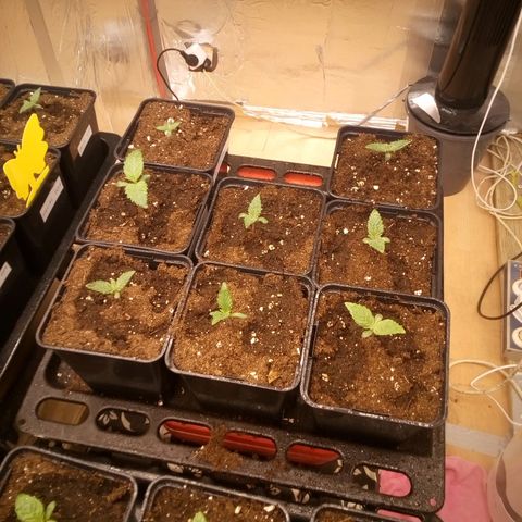 Royal gorilla growlog timeline photo