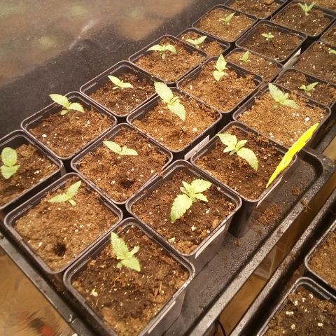 Royal gorilla growlog timeline photo