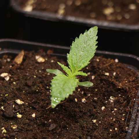Royal gorilla growlog timeline photo