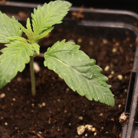 Royal gorilla growlog timeline photo