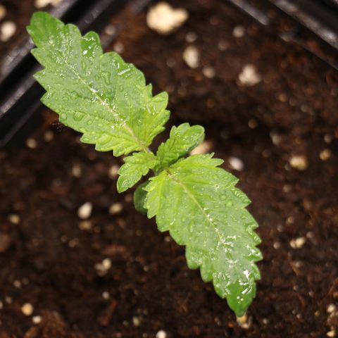 Royal gorilla growlog timeline photo