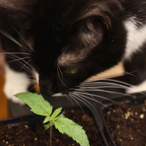 Royal gorilla growlog timeline photo