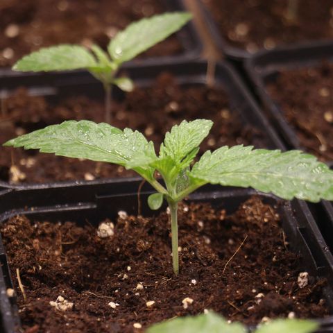 Royal gorilla growlog timeline photo
