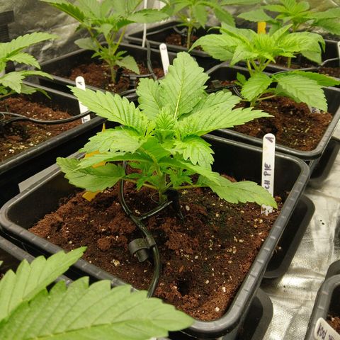 Royal gorilla growlog timeline photo