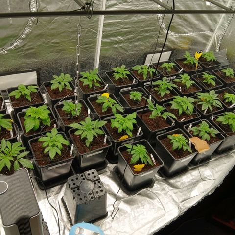 Royal gorilla growlog timeline photo