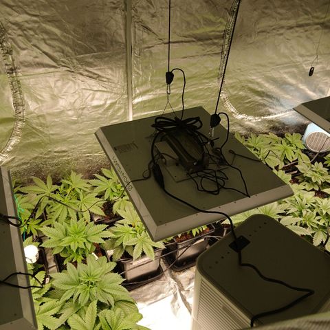 Royal gorilla growlog timeline photo