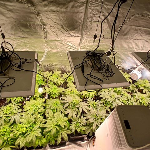 Royal gorilla growlog timeline photo