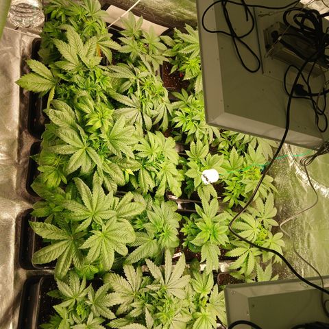 Royal gorilla growlog timeline photo