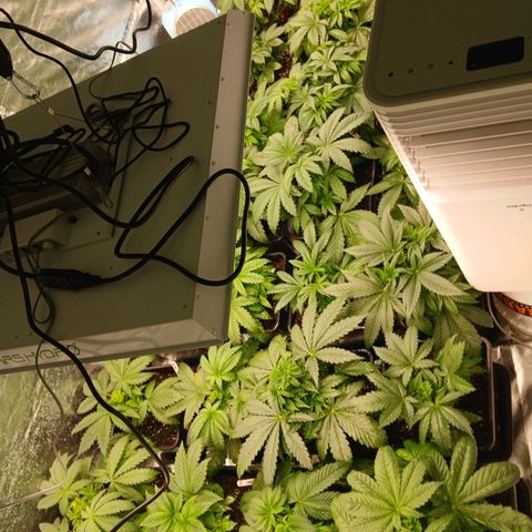 Royal gorilla growlog timeline photo