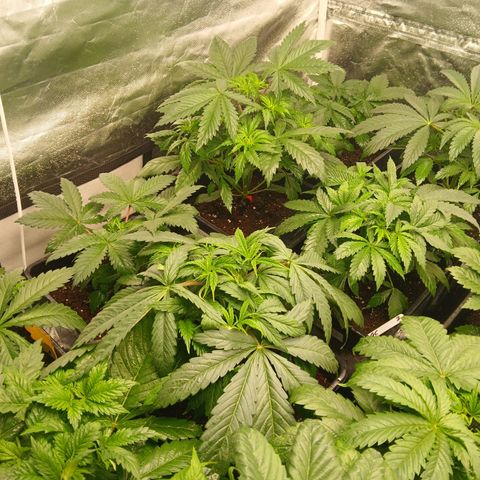 Royal gorilla growlog timeline photo