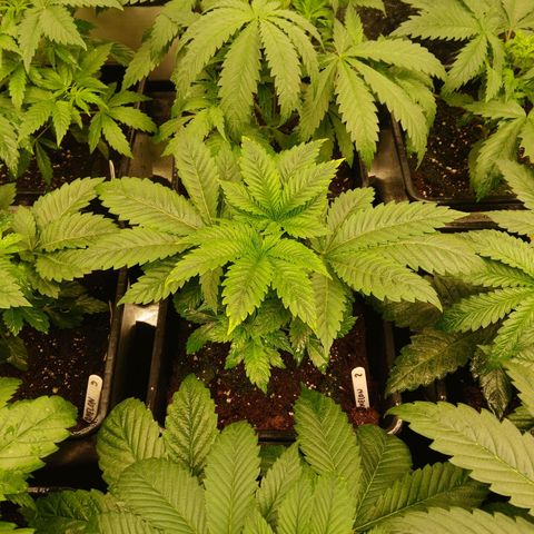 Royal gorilla growlog timeline photo