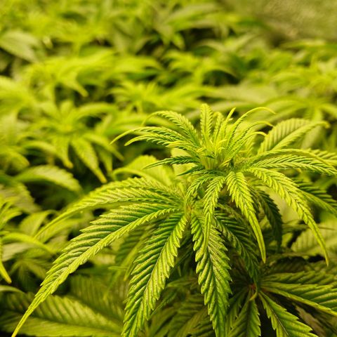 Royal gorilla growlog timeline photo