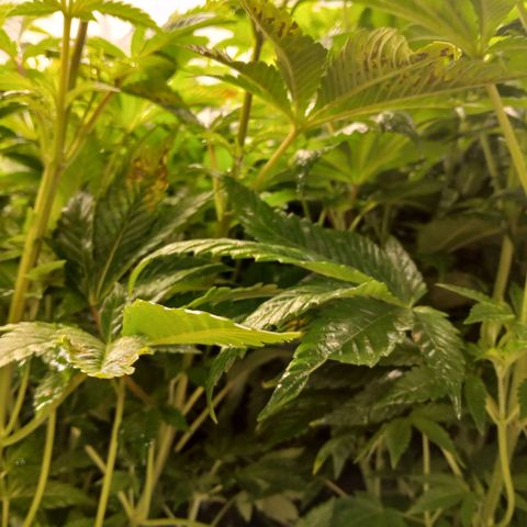 Royal gorilla growlog timeline photo