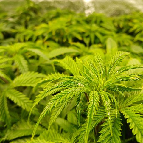 Royal gorilla growlog timeline photo