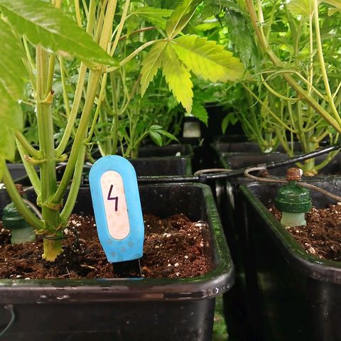 Royal gorilla growlog timeline photo
