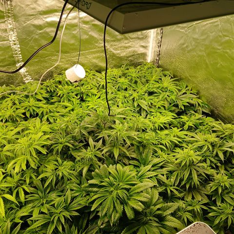 Royal gorilla growlog timeline photo