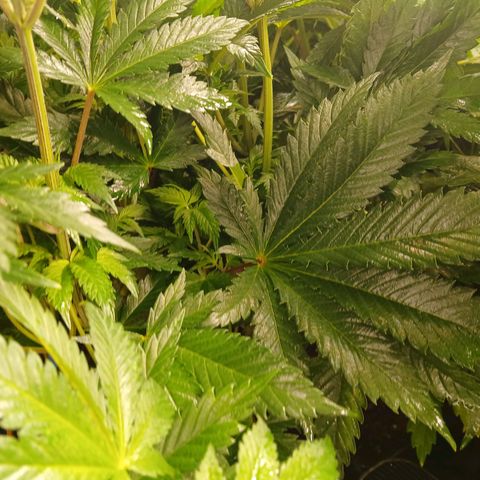 Royal gorilla growlog timeline photo