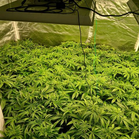 Royal gorilla growlog timeline photo
