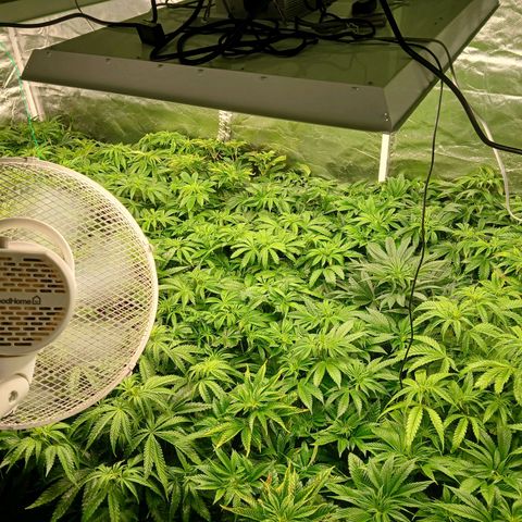 Royal gorilla growlog timeline photo