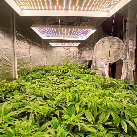 Royal gorilla growlog timeline photo