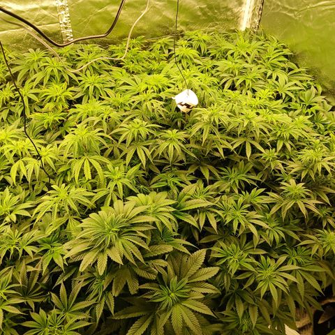 Royal gorilla growlog timeline photo