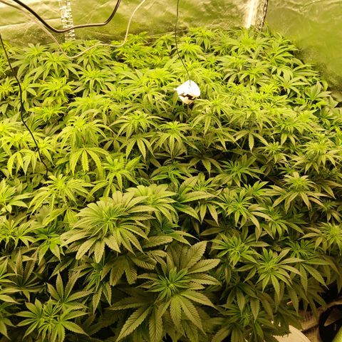 Royal gorilla growlog timeline photo