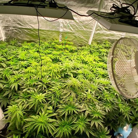 Royal gorilla growlog timeline photo