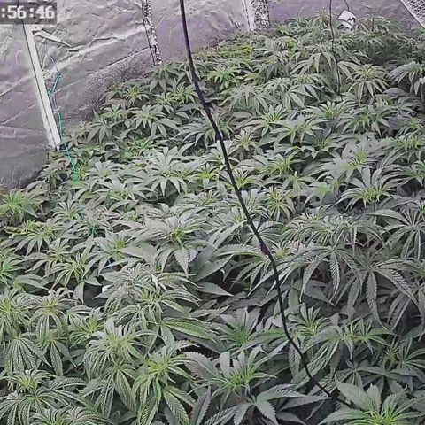 Royal gorilla growlog timeline photo