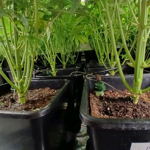 Royal gorilla growlog timeline photo