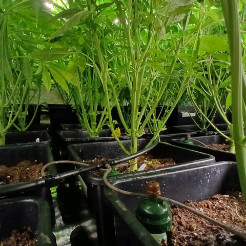 Royal gorilla growlog timeline photo