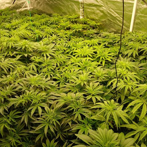 Royal gorilla growlog timeline photo