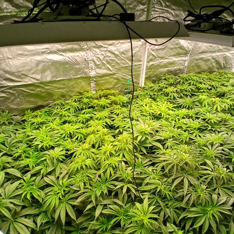 Royal gorilla growlog timeline photo