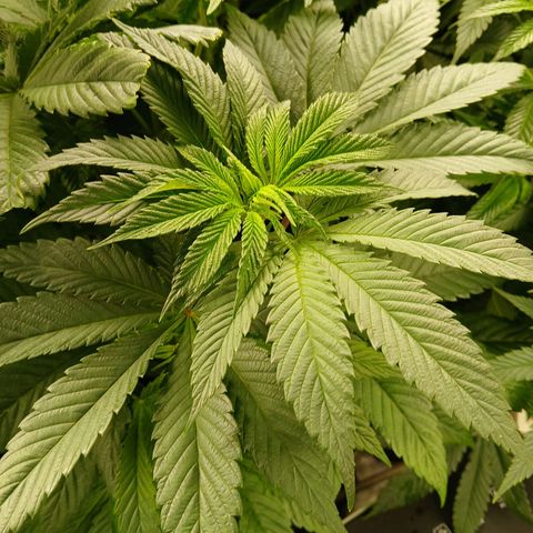 Royal gorilla growlog timeline photo