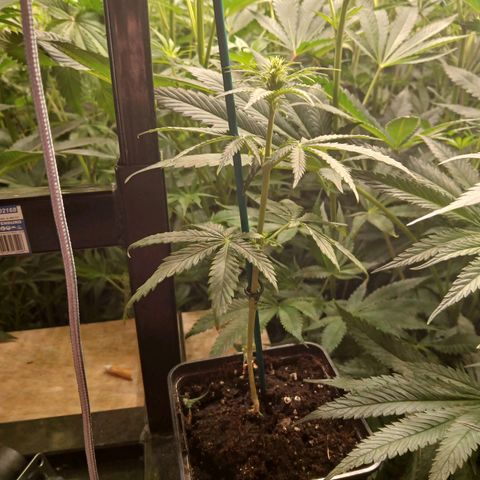 Royal gorilla growlog timeline photo