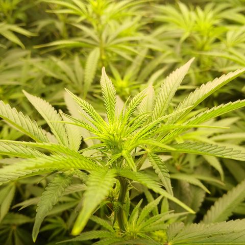 Royal gorilla growlog timeline photo
