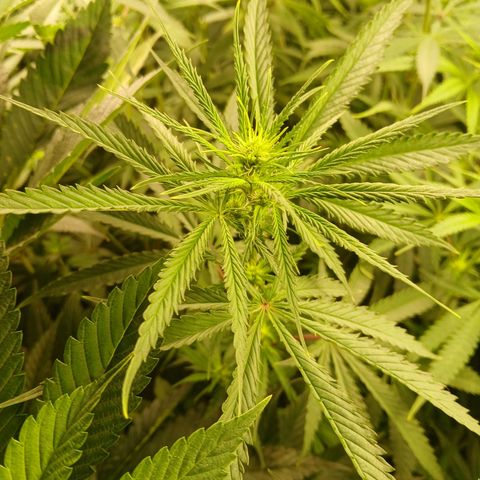 Royal gorilla growlog timeline photo