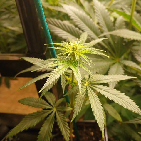 Royal gorilla growlog timeline photo
