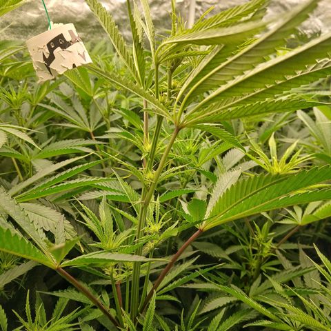 Royal gorilla growlog timeline photo