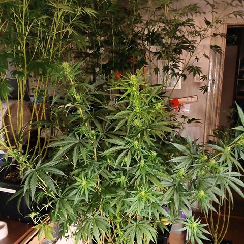Royal gorilla growlog timeline photo