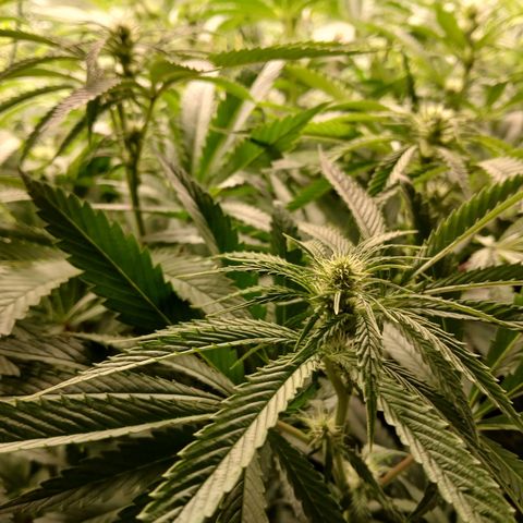 Royal gorilla growlog timeline photo