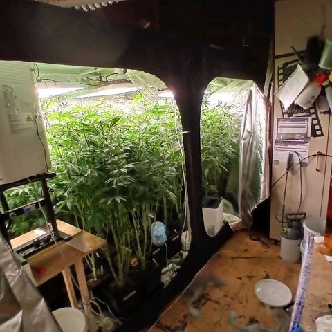 Royal gorilla growlog timeline photo